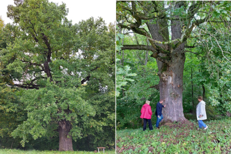Старинный  черешчатый дуб в с. Роща признан памятником живой природы..